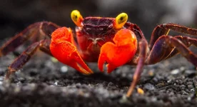 Red-Devil-Vampire-Crab.webp Red-Devil-Vampire-Crab.webp