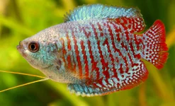 dwarf_gourami.webp dwarf_gourami.webp