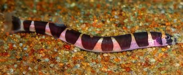 kuhli_loach.jpeg kuhli_loach.jpeg