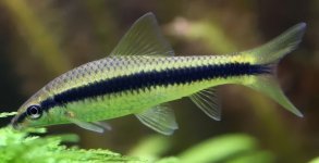 sae_Siamese_algae_eater .jpeg sae_Siamese_algae_eater .jpeg