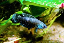 killifish.jpg killifish.jpg