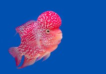 flowerhorn_cichlid_fish.jpg flowerhorn_cichlid_fish.jpg