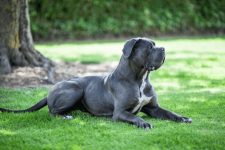 cane_corso.png cane_corso.png