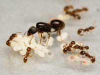 Tetramorium_caespitum_queen_colony_ant.jpg Tetramorium_caespitum_queen_colony_ant.jpg