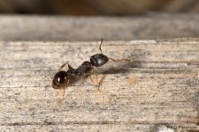 Tetramorium_caespitum.jpg Tetramorium_caespitum.jpg